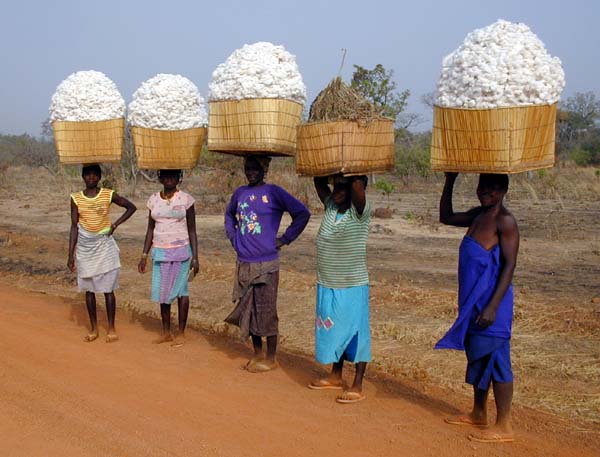 Transport de la récolte du coton par les femmes...