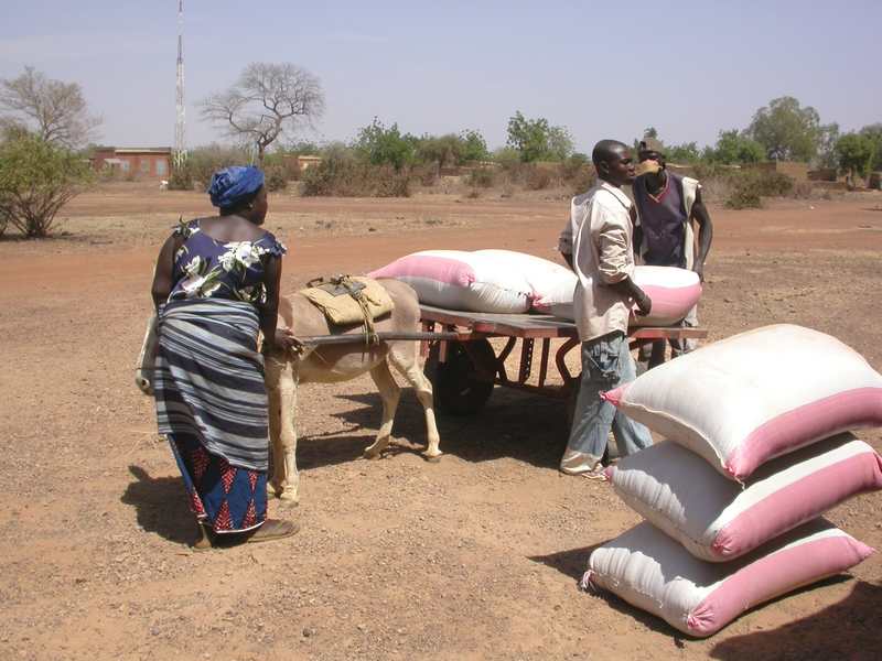 Les femmes viennent chercher le riz paddy pour l'étuver