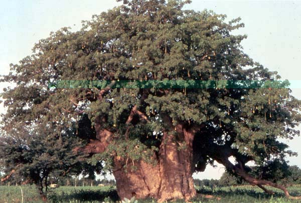 Le roi des arbres du Burkina : le baobab, précieux pour ses feuilles (sauce) et ses fruits