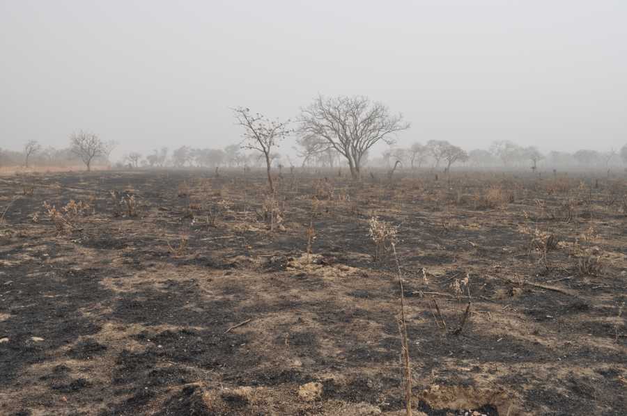 Les villageois en colère brûlent la plantation de Jatropha