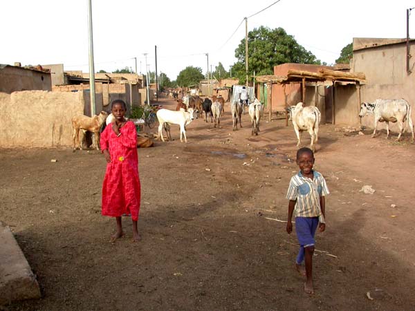 Si vous vous promenez dans Ouaga en fin de journée au quartier Hamdallaye, vous risquez de vous trouvez nez à nez avec un troupeau de boeufs !
