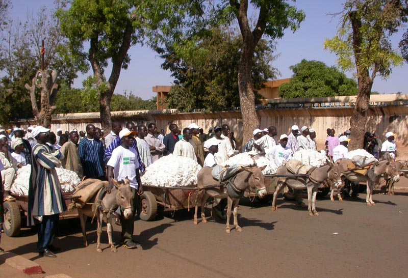 Manifestation des producteurs de coton à Ouagadougou avant la rencontre ministérielle de l'OMC à Hong-Kong en décembre 2005