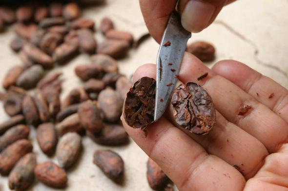 Fève de cacao (in 20 mn)