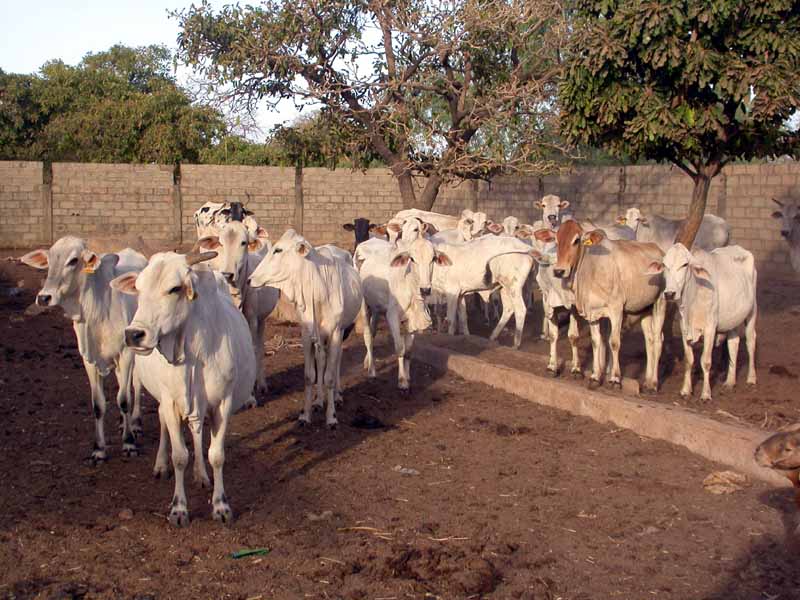 Ferme près de Ouagadougou dont le troupeau est composé uniquement de Goudali