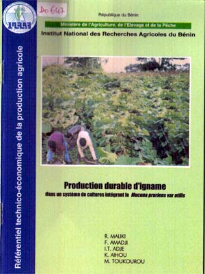Production durable d'igname en lien avec la culture du Mucena