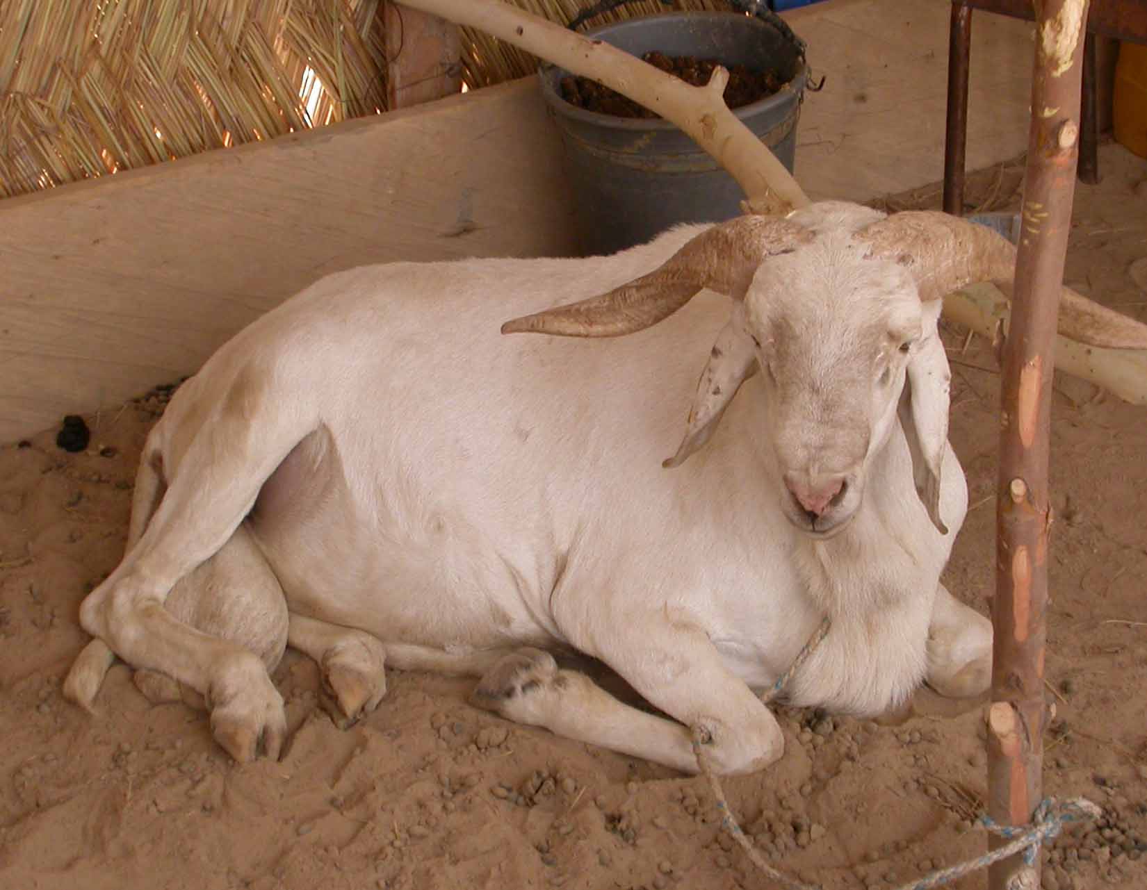 Un beau mouton "métis du Sahel"