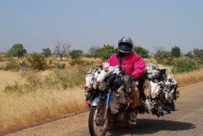 Transport en moto des poulets dits "poulets bicyclettes"