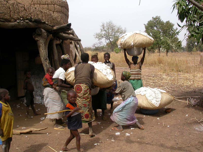 Les femmes dagara s'apprêtent à transporter leur récolte de coton vers le lieu de la pesée...