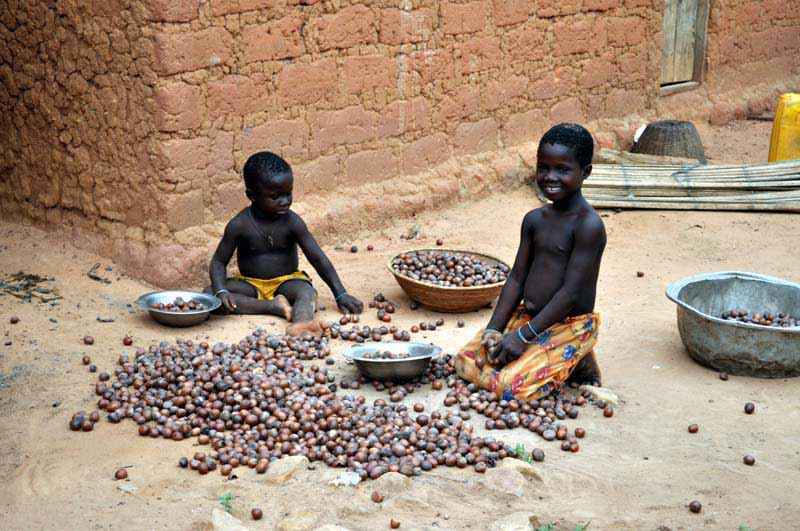 Enfants du village qui trient les noix de karité.