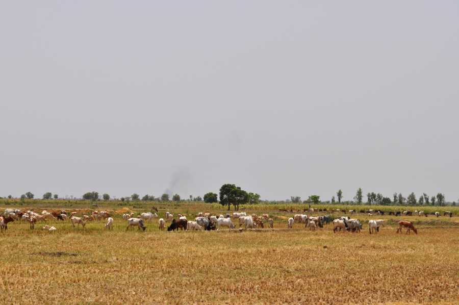 Les troupeaux de zébus broutent la paille de riz 